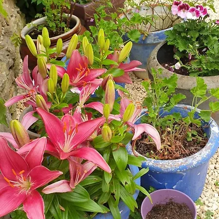 D'hotes - Le Petit Bonheur