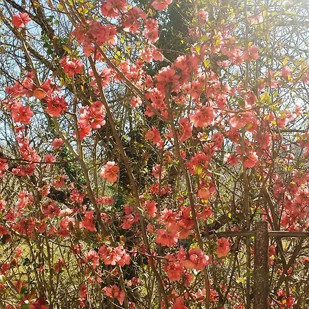 Bed & Breakfast D'hotes - Le Petit Bonheur *